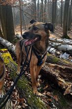 TILDA, Hund, Mischlingshund in Berlin - Bild 2
