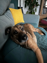 TILDA, Hund, Mischlingshund in Berlin - Bild 3