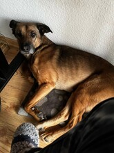 TILDA, Hund, Mischlingshund in Berlin - Bild 4