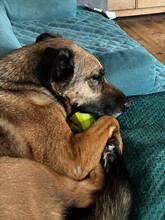 TILDA, Hund, Mischlingshund in Berlin - Bild 5