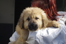 OLAF, Hund, Herdenschutzhund-Mix in Rumänien - Bild 1