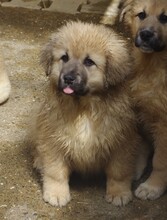 OLAF, Hund, Herdenschutzhund-Mix in Rumänien - Bild 2