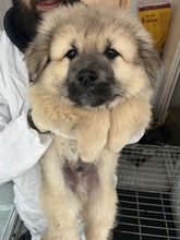 OLAF, Hund, Herdenschutzhund-Mix in Rumänien - Bild 4