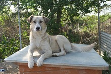 MILELE, Hund, Mischlingshund in Rumänien - Bild 1