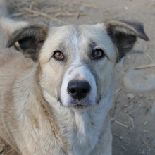 MILELE, Hund, Mischlingshund in Rumänien - Bild 2