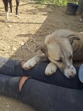 MILELE, Hund, Mischlingshund in Rumänien - Bild 3