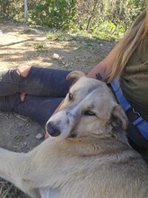 MILELE, Hund, Mischlingshund in Rumänien - Bild 4