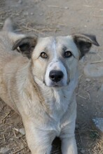 MILELE, Hund, Mischlingshund in Rumänien - Bild 5