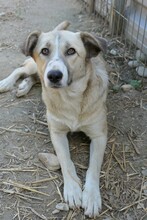 MILELE, Hund, Mischlingshund in Rumänien - Bild 6