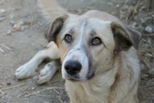 MILELE, Hund, Mischlingshund in Rumänien - Bild 7