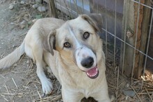 MILELE, Hund, Mischlingshund in Rumänien - Bild 8