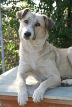 MILELE, Hund, Mischlingshund in Rumänien - Bild 9