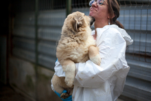 ELSA, Hund, Herdenschutzhund-Mix in Rumänien - Bild 2