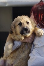 ELSA, Hund, Herdenschutzhund-Mix in Rumänien - Bild 3