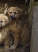 ELSA, Hund, Herdenschutzhund-Mix in Rumänien - Bild 4