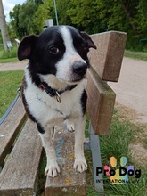 SAM, Hund, Mischlingshund in Meldorf - Bild 1
