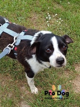 SAM, Hund, Mischlingshund in Meldorf - Bild 3