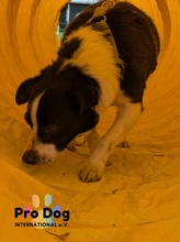 SAM, Hund, Mischlingshund in Meldorf - Bild 5