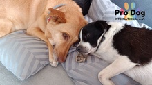 SAM, Hund, Mischlingshund in Meldorf - Bild 6
