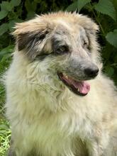 ORAZIO, Hund, Mischlingshund in Italien - Bild 1