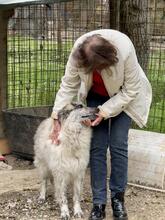 ORAZIO, Hund, Mischlingshund in Italien - Bild 2