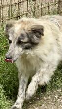 ORAZIO, Hund, Mischlingshund in Italien - Bild 3
