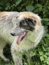 ORAZIO, Hund, Mischlingshund in Italien - Bild 4