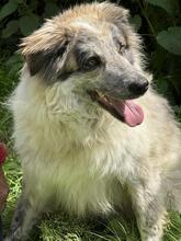 ORAZIO, Hund, Mischlingshund in Italien - Bild 5