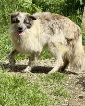 ORAZIO, Hund, Mischlingshund in Italien - Bild 6