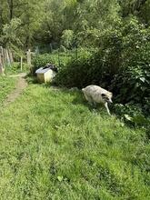 ORAZIO, Hund, Mischlingshund in Italien - Bild 8