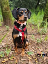 ARIANA, Hund, Mischlingshund in Carlsberg - Bild 1