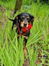 ARIANA, Hund, Mischlingshund in Carlsberg - Bild 2