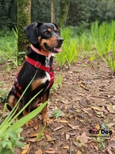 ARIANA, Hund, Mischlingshund in Carlsberg - Bild 3