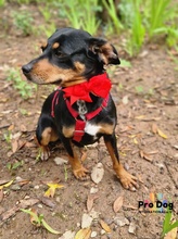 ARIANA, Hund, Mischlingshund in Carlsberg - Bild 4