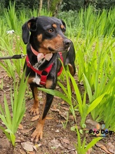 ARIANA, Hund, Mischlingshund in Carlsberg - Bild 5