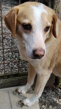 CHUCKY, Hund, Mischlingshund in Italien - Bild 1