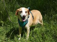 CHUCKY, Hund, Mischlingshund in Italien - Bild 10