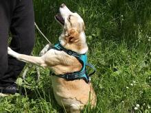 CHUCKY, Hund, Mischlingshund in Italien - Bild 11