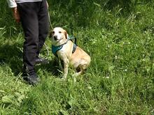 CHUCKY, Hund, Mischlingshund in Italien - Bild 12