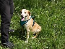 CHUCKY, Hund, Mischlingshund in Italien - Bild 13