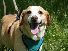 CHUCKY, Hund, Mischlingshund in Italien - Bild 14