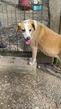 CHUCKY, Hund, Mischlingshund in Italien - Bild 2