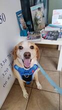 CHUCKY, Hund, Mischlingshund in Italien - Bild 3