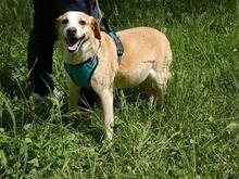 CHUCKY, Hund, Mischlingshund in Italien - Bild 4