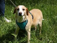 CHUCKY, Hund, Mischlingshund in Italien - Bild 5