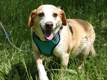 CHUCKY, Hund, Mischlingshund in Italien - Bild 6