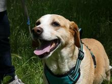 CHUCKY, Hund, Mischlingshund in Italien - Bild 7