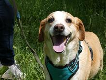 CHUCKY, Hund, Mischlingshund in Italien - Bild 8
