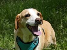 CHUCKY, Hund, Mischlingshund in Italien - Bild 9