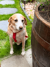 CHUCKY, Hund, Mischlingshund in Hamburg